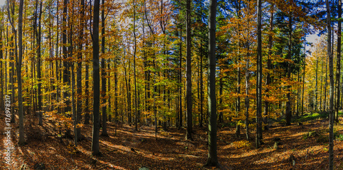 Golden shine autumn panorama scene in the forest, the morning sun shining through the trees, blue sky in background. Beskidy Mountains, Poland.