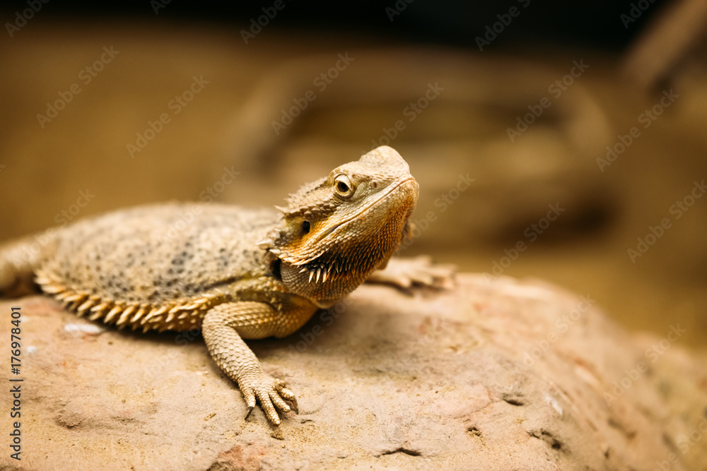 Obraz premium Picture of flat-tailed desert horned lizard resting on rock