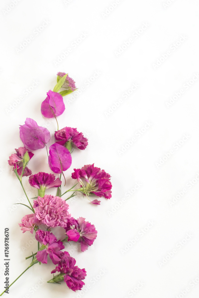pink flowers on a white background pink flowers on a white background