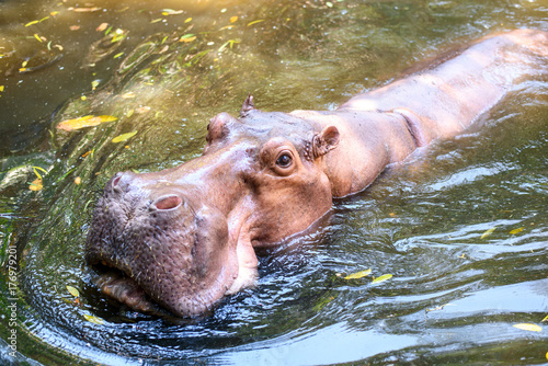 Hippopotamus in lake