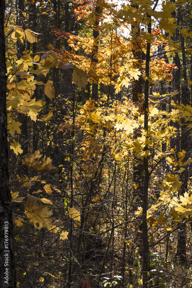 Beautiful autumn forest background Beautiful autumn forest background