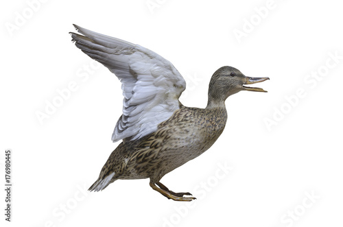 stuffed wild duck isolated on white. taxidermy