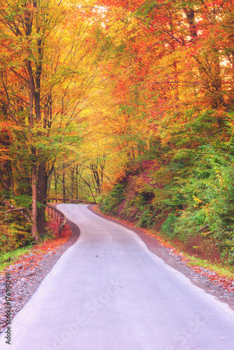 Narrow winding road in autumn forest  nature bright colorful landscape  vertical image
