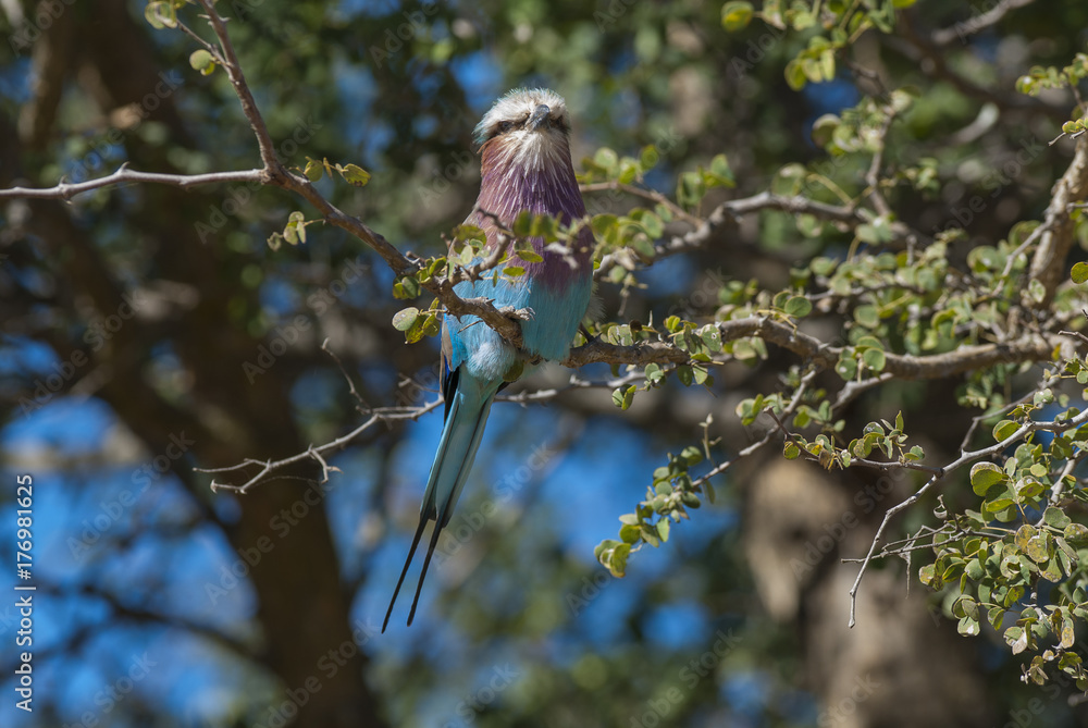 Lilac-breasted roller, south Africa