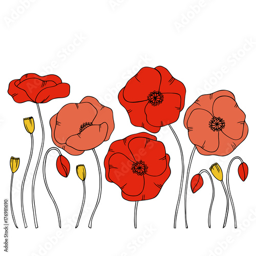 color vector simple  illustration of decorative poppy flower 