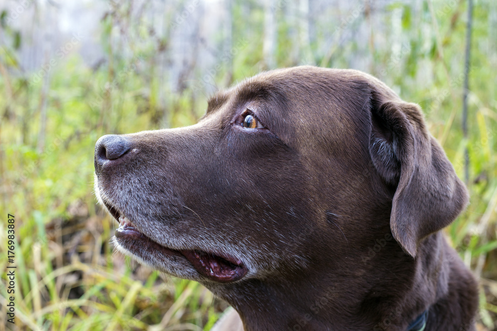 the view of the chocolate labrador to the side. the view of the chocolate labrador to the side.