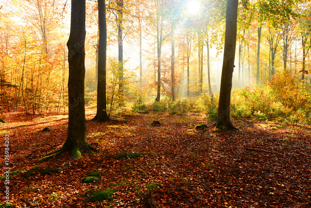 Obraz premium Autumn forest