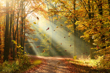 Keuken achterwand Bosweg Herfstbos in gouden tinten  © Piotr Krzeslak
