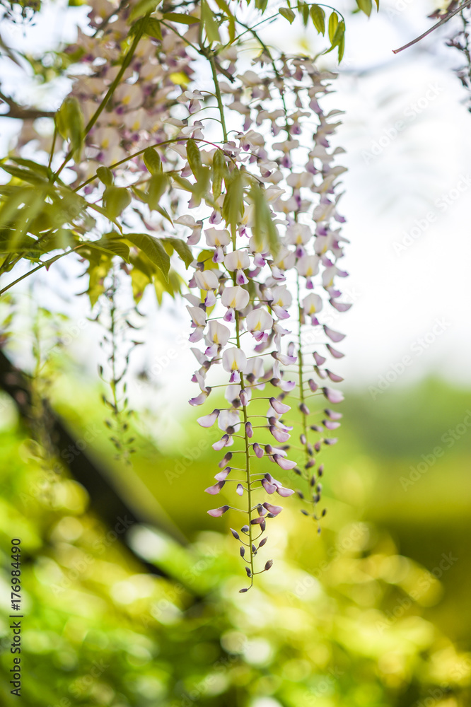Pink wisteria blooming in the garden, spring, gardens in Poland. Pink wisteria blooming in the garden, spring, gardens in Poland.