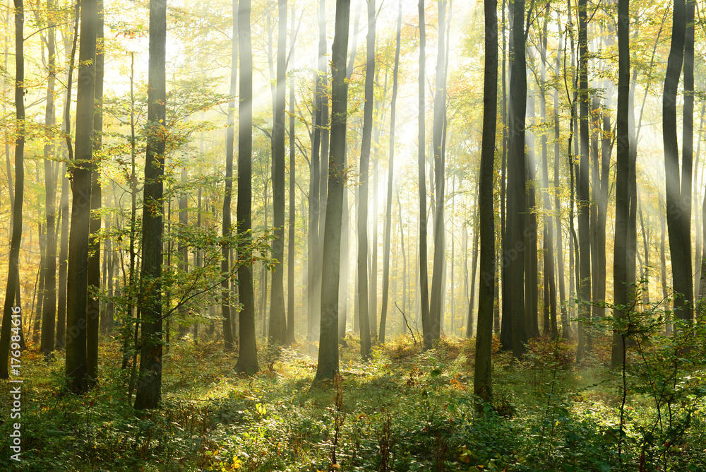 Autumn forest Autumn forest