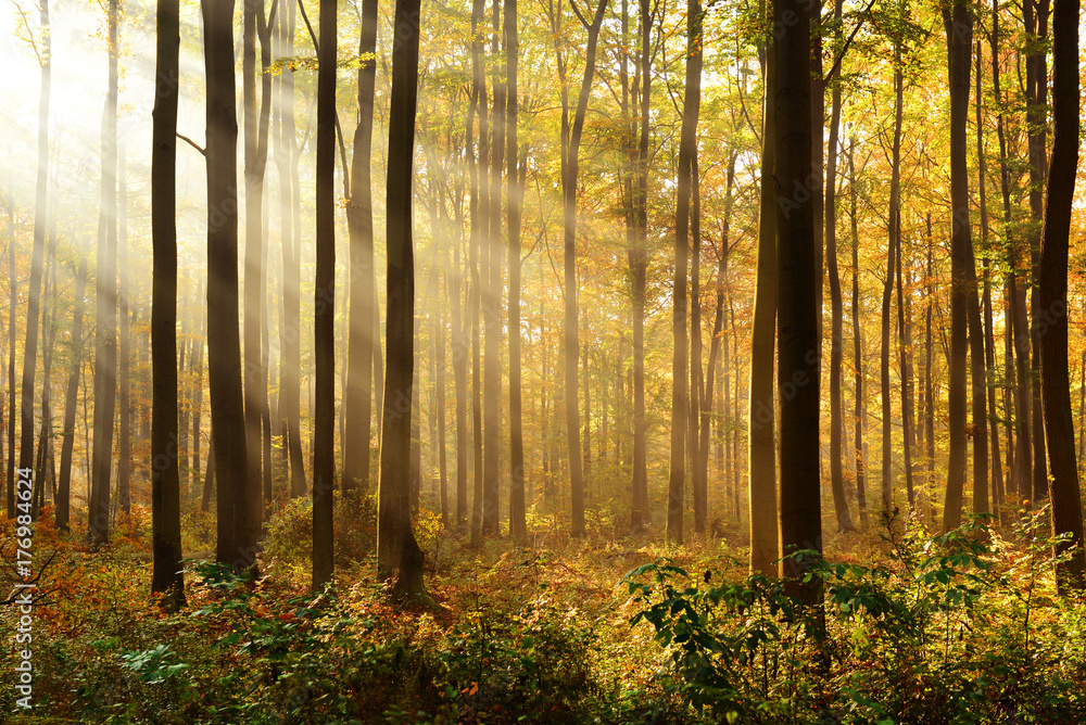 Autumn forest Autumn forest