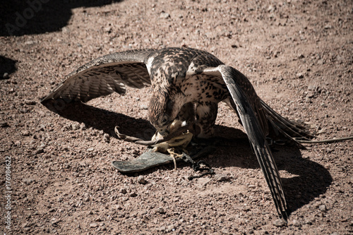 Falke