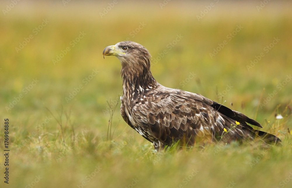 White tailed Eagle (Haliaeetus albicilla) White tailed Eagle (Haliaeetus albicilla)
