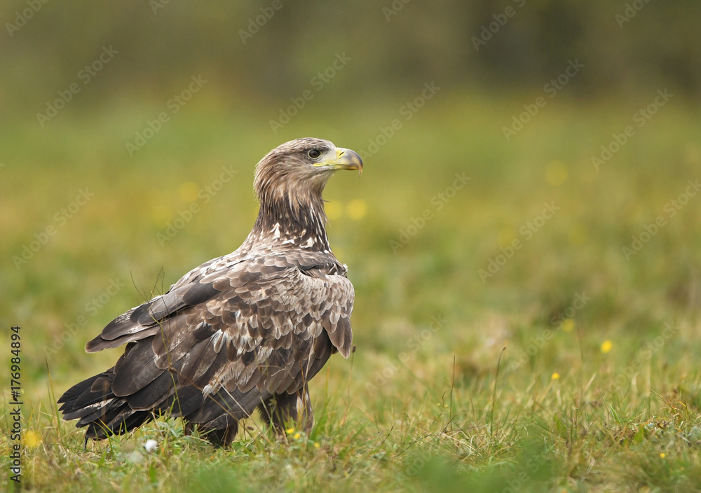 Obraz premium White tailed Eagle (Haliaeetus albicilla)