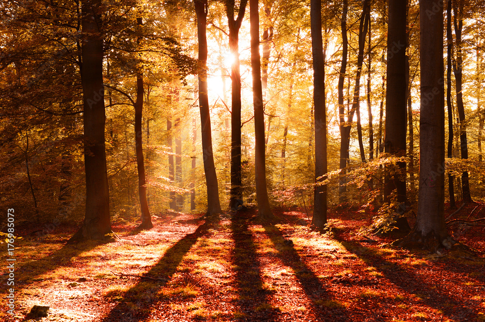 Obraz premium Autumn forest