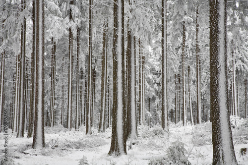 Hochwald Winter