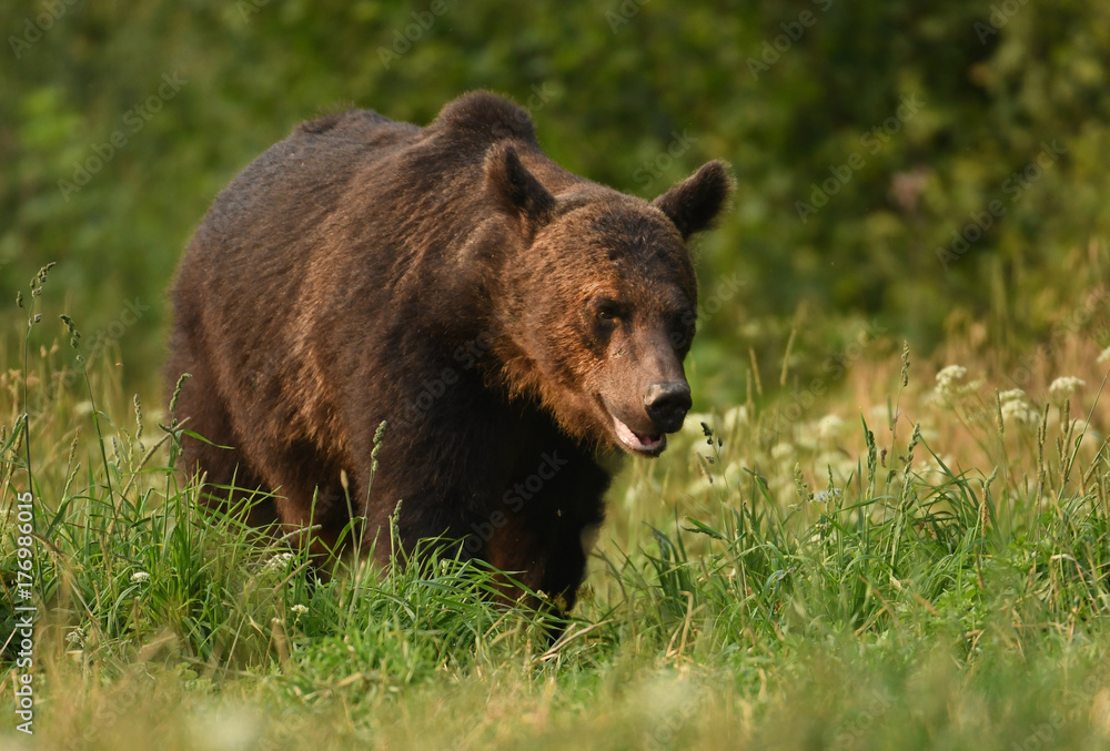 Wild brown bear (Ursus arctos)