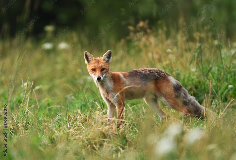 Fox (Vulpes vulpes) Fox (Vulpes vulpes)