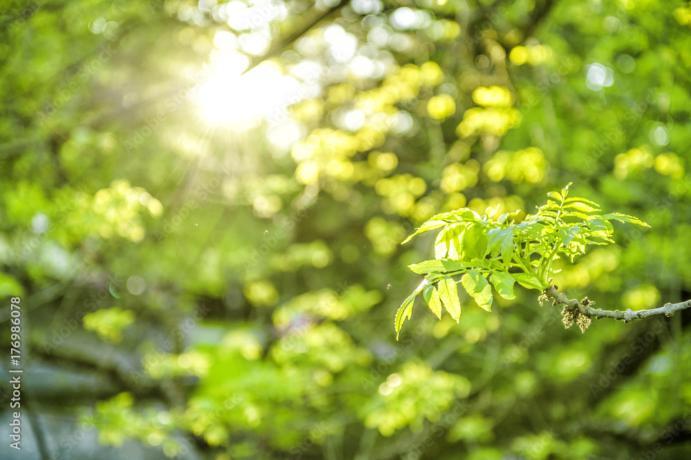 Spring nature background Sun rays green leaves Spring nature background Sun rays green leaves
