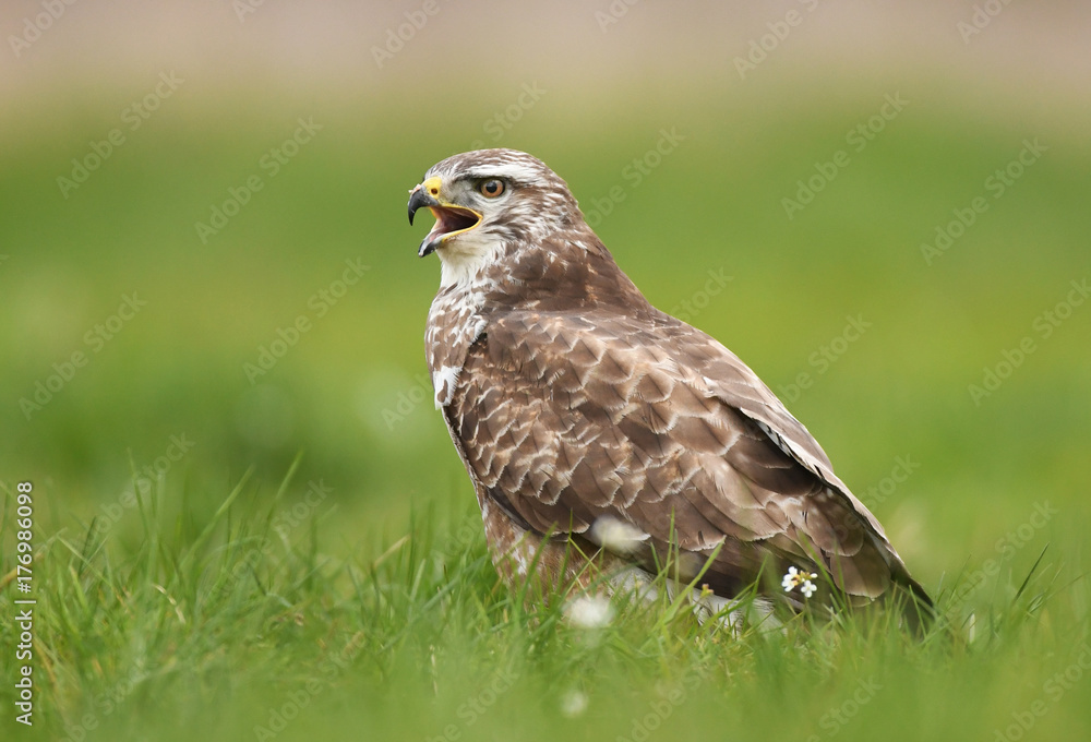 Common buzzard (Buteo buteo) Common buzzard (Buteo buteo)