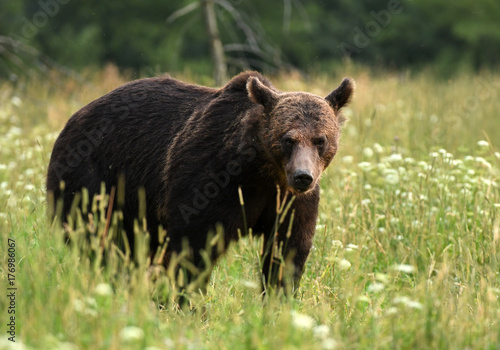 Wild brown bear (Ursus arctos) © Piotr Krzeslak