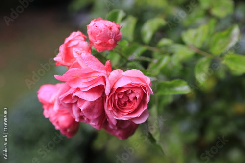 Späte Rose © fine pics