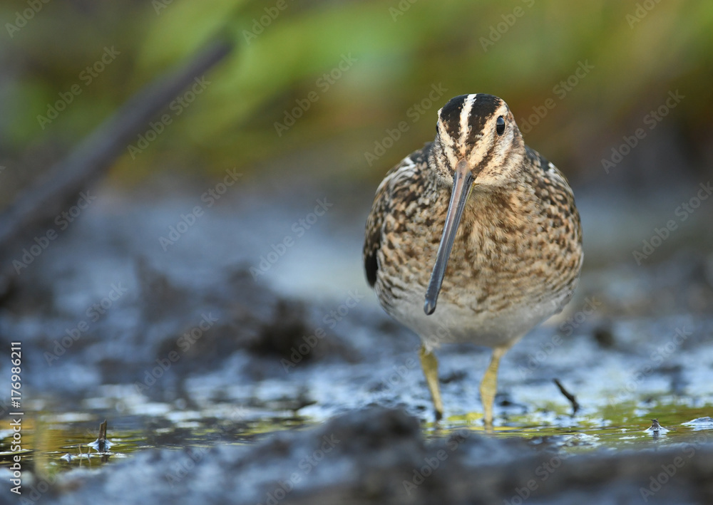 Common Snipe (Gallinago gallinago) Common Snipe (Gallinago gallinago)