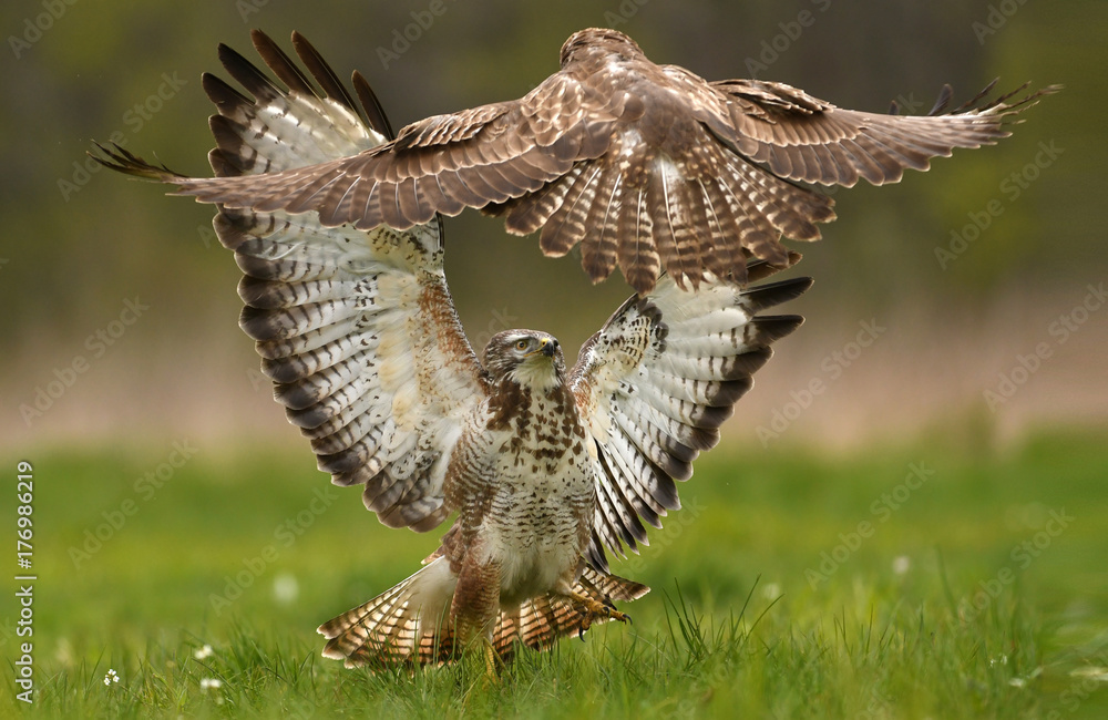 Fototapeta premium Common buzzard (Buteo buteo)