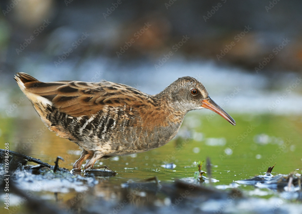 Water Rail - (Rallus aquaticus) Water Rail - (Rallus aquaticus)
