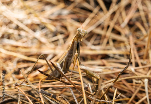 Mantis in pine needles in autumn forest macro shot