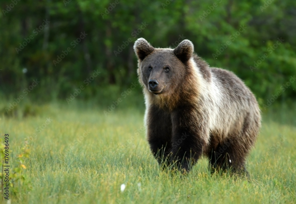 Fototapeta premium Wild brown bear (Ursus arctos)