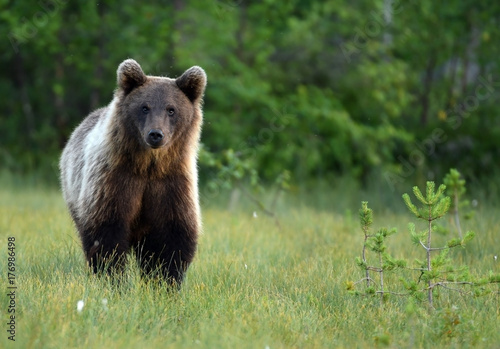 Wild brown bear (Ursus arctos) photo