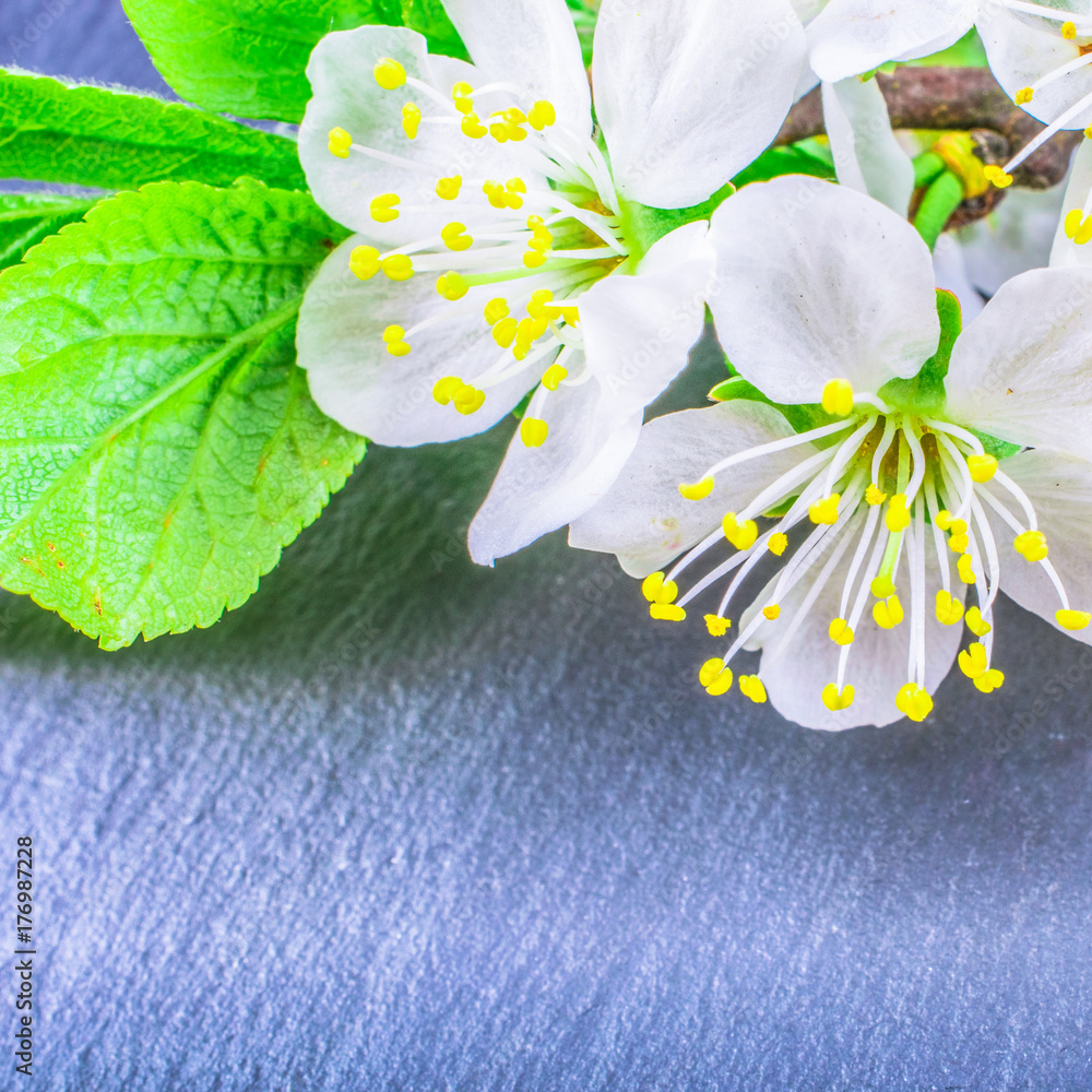 Obraz premium close-up of Cherry Blossom or Sakura on stone background with copy space. macro spring and summer border template floral. mockup greeting and holiday card.