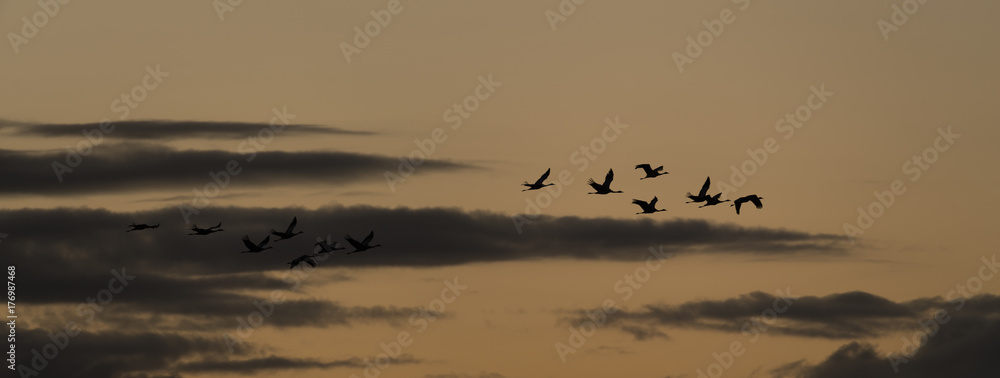 Flying Cranes at Sunrise