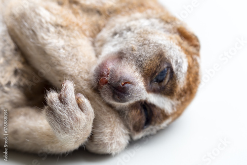 Carcass of a slow loris monkey for education.