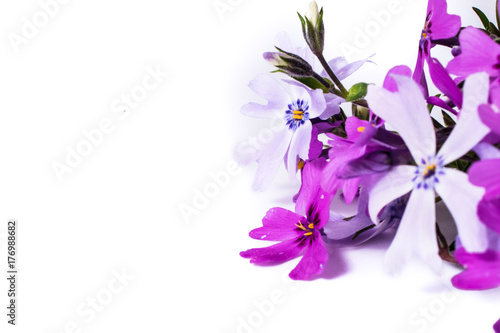 close-up of Phlox isolated on white background with copy space. macro spring and summer border template floral. greeting and holiday card.