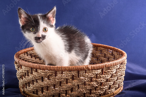 cute little kitten sitting in a wicker basket on a blue background