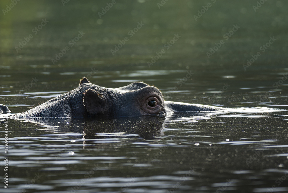 Fototapeta premium HIPPOPOTAMUS AMPHIBIUS, South Africa