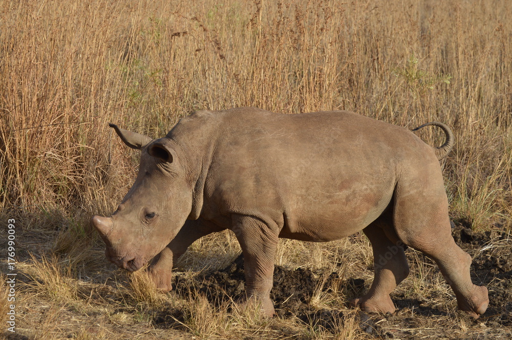 Naklejka premium Baby Rhino 