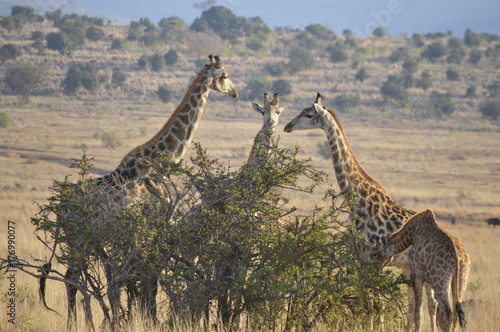 Giraffes having a conversation