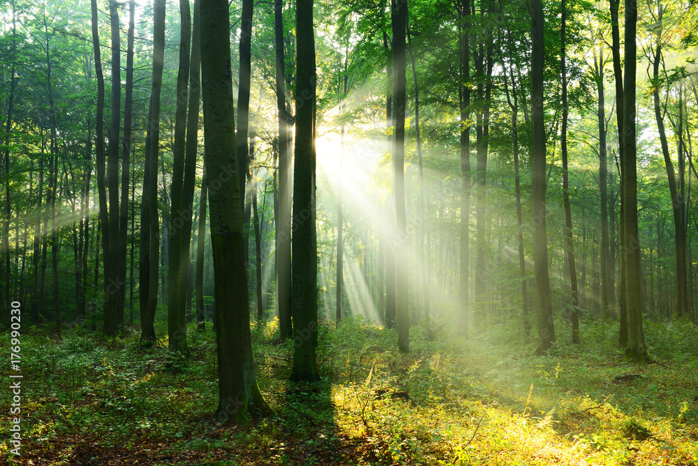 Obraz premium Forest landscape