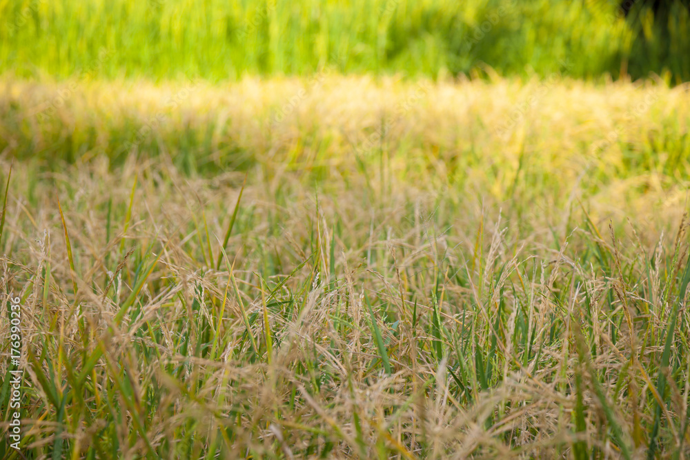 Rice, yellow gold was planted And prepare to harvest in the fields.
