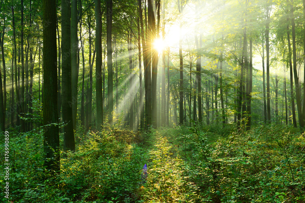Forest landscape Forest landscape