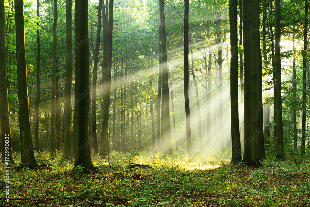 Fototapeta premium Forest landscape