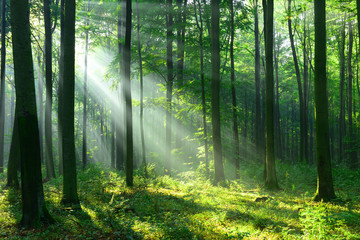 Foto auf Leinwand Wald Waldlandschaft  © Piotr Krzeslak