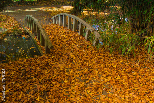 Fall of the leaves in the wonderful park with bridge. photo