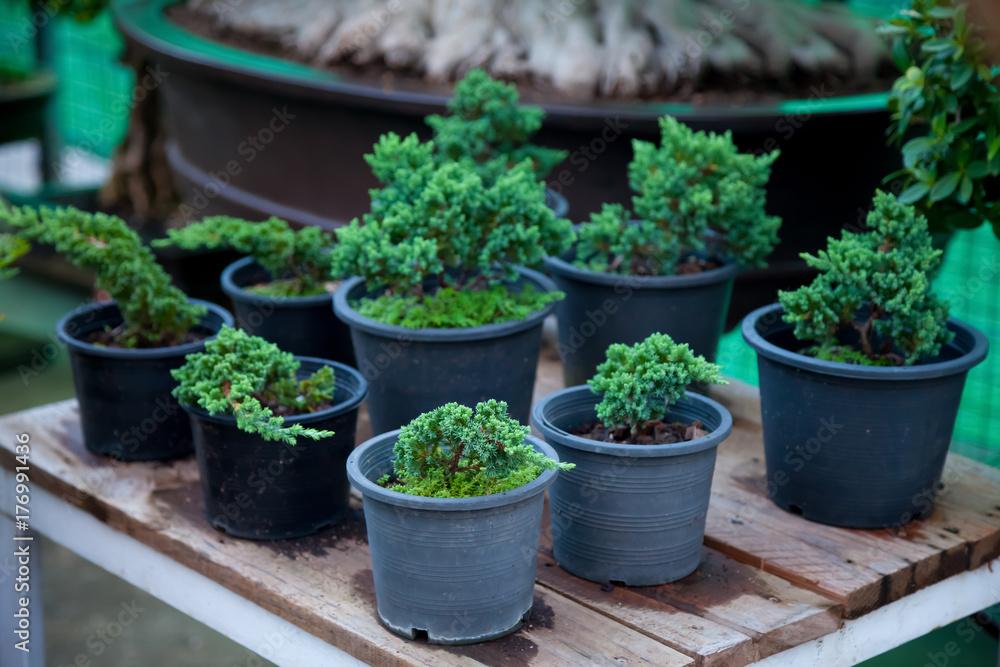 Bonsai trees was many sorted on plank wood in pot black Bonsai trees was many sorted on plank wood in pot black