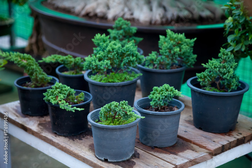 Bonsai trees was many sorted on plank wood in pot black 