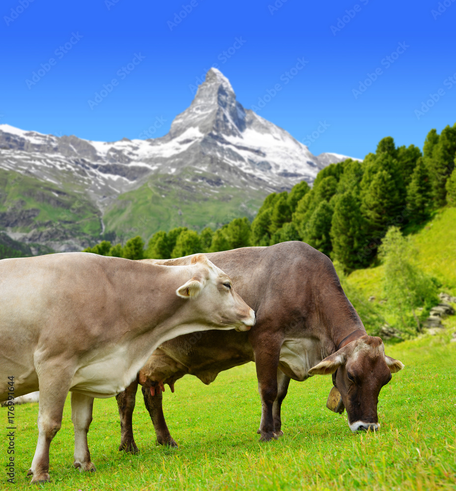 Cow grazing in the meadow. In the background of the Matterhorn - Pennine Alps, Switzerland