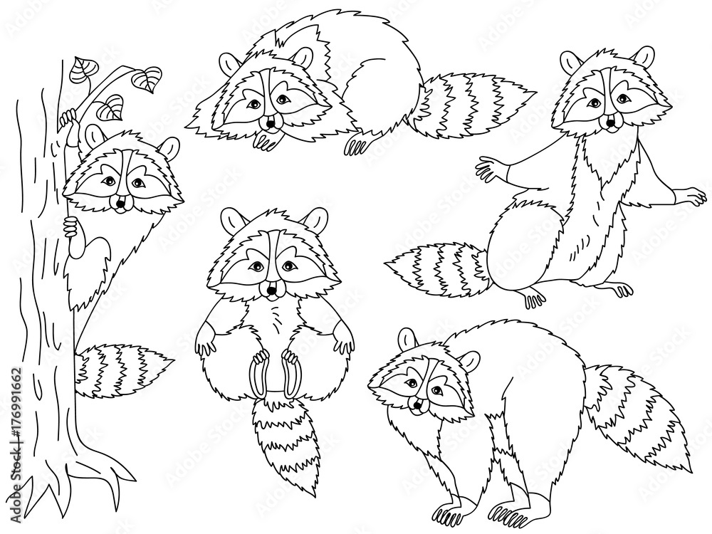 Naklejka premium Vector Set of Cute Cartoon Raccoons